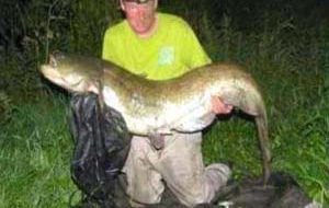 94lb catfish from River Severn 300.jpg